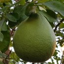 포멜로(POMELO)