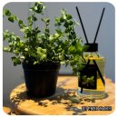 정인화학 | 아이엠 랑데자뷰 포레드비자 디퓨저 집안 향기 인테리어 추천템