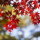 입곡군립공원(산림욕장) 이미지