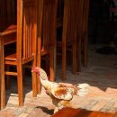 [북부] (야간)나도바리스타 | 푸꾸옥 북부 여행 이색체험 후추농장 투어 쿠킹클래스