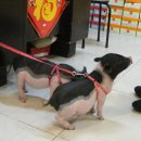 황금돼지 이미지