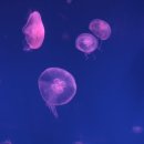 디자인존 - 종로구 창경궁로 281 | 디자인존