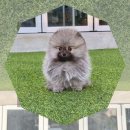 온양동물병원 | 아산 강아지보호소 폼스키 현실적인 비용 절약 체험기