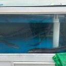 기장숯불장어산곰장어 이미지