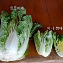 Re:무농약 땅끝해남 월동배추 미니쌈배추 50% 맛보기 당첨자발표 이미지