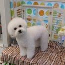 오렌지독하우스 이미지