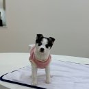 더에스동물병원 네이버블로그