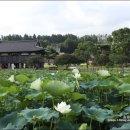 하원동 법화사입구4가 4 | 제주도 사찰 여름이 오면 더 반가운 서귀포 연꽃 절 법화사