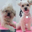 동동 애견 미용 이미지