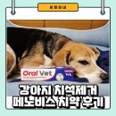 멋내는 강아지 | 강아지치석제거에 도움되는 페노비스 치약 실제 사용후기