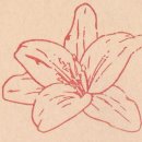 장천꽃박물관 이미지