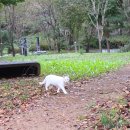 흰그루밍 이미지