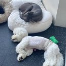 24시애견미용 이미지