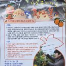 진도아리랑유자 네이버블로그
