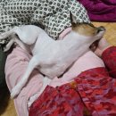 총각네 강아지 이미지