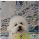 펫러버 그루밍 이미지