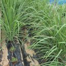 요한농장 이미지