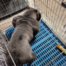 아메리칸 불리 하우스 이미지