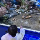 카멜레온 온도계(Fun&Fun 과학관) | 29개월이된 말빠른아기 가정보육 일상( 책 추천 )