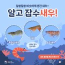 잡수새우 이미지