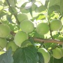 잘커농장 이미지