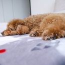 편한미용 | 강아지 셀프미용 발바닥 털 미오펫 LED 와이드 클리퍼 사용후기