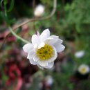 로단테(Rhodanthe) 이미지