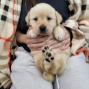 부천-여월-부천-113 | 여월동강아지무료분양 포메 후기