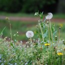 민들레홀씨 이미지