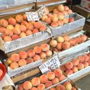 천지인농장 | 조치원 복숭아, 전통 시장 VS 도로가 농원 직판매장 내돈내산 비교, 추천, 구매 후기 - 채아달농원 택배