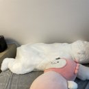 더온슈가링왁싱원주
