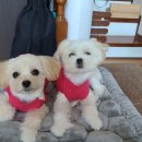 꽁냥꽁냥 이미지