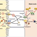 Re: 철분 과잉 --＞ 펜톤반응 --＞ ferroptosis(세포 사멸).. 탐구.. 이미지