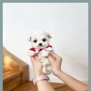 플랜멍 강아지분양&미용 대구 북구점 | 청도강아지무료분양 스탠푸