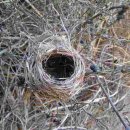 푸른 둥지 이미지