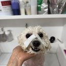 PET PRINCE (애견샵) | [김해애견미용] 강아지피부케어전문 &#39;펫피르그루밍&#39; 솔직 방문 후기