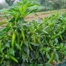 훈 농장 이미지