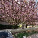 오포리 풍성한교회 맞은편 | 파주 겹벚꽃 터널, 운정 한울공원 애견동반 주말 나들이 (위치/주차 팁)