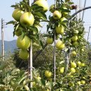 삼삼농장 이미지