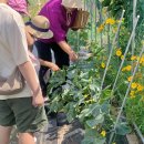 달빛농장 | [구미 인근 무을] 구미달빛꽃차교육원 농장 체험 및 과일청 담그기 (유치부, 초등부, 성인 체험)