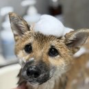 희야네 애견미용실 이미지