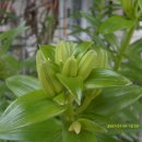 강화배꽃집 이미지