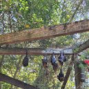 강아지보호구역 | [호주 여행#1]브리즈번 론파인 코알라 보호구역 방문 후기, 정보