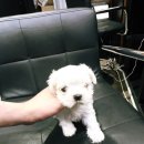 천안 강아지분양 고양이분양 파라다이스펫본점 이미지