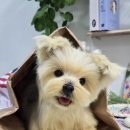 무지개세탁소 | 반려견 아트돌 인형_실키테리어 토토_선물 후기