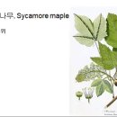 332 개버즘단풍나무, Sycamore maple 이미지