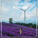 [다이음] 영롱한 아름다움 유리공예 | 10월에 가볼만한 꽃 명소 거창 감악산 아스타국화 축제 정보와 주차