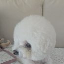 야옹아멍멍해봐 송파위례점 이미지