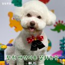 몽니드 | 창원 애견미용 잘하는 곳 몽니드 위생미용 후기
