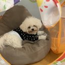 세화온누리약국 | 강아지 눈물, 티어젠 내돈내산 후기